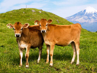 Benefits of Hydrolyzed Bovine Collagen