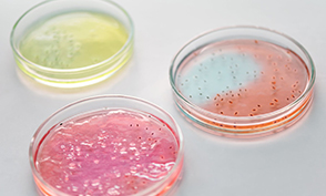 Hydrolyzed Gelatin Function